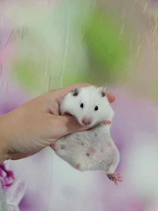 Chomik syryjski 2 samiczki siostry szukają kochającego domu