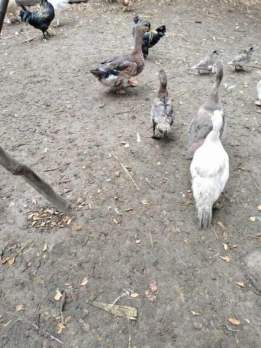 Kaczki drób staropolskie piżmowe  francuskie dworki