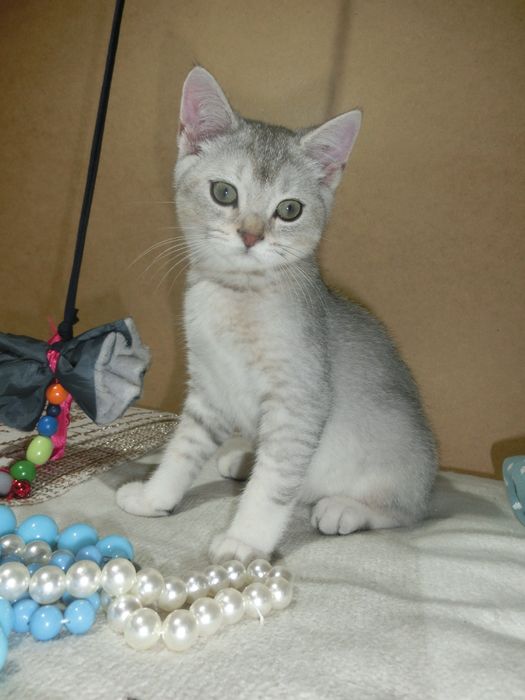 Шотландська срібна шиншила дівчинка