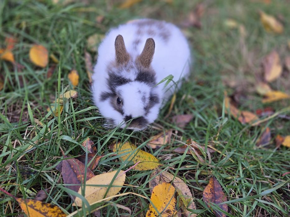 Króliki miniaturki różne umaszczenia małe króliczki