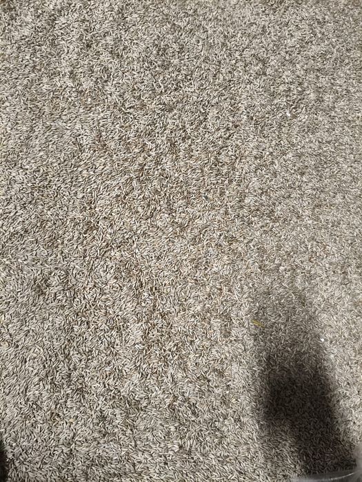 Żyto ozime tegoroczne