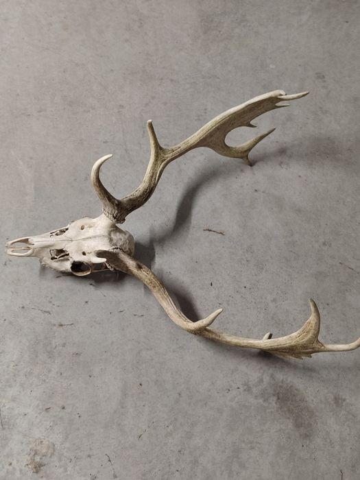 Poroże,łopaty Daniela