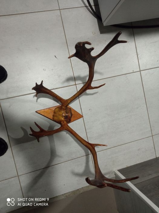 Рога оленя кому интересно пишите