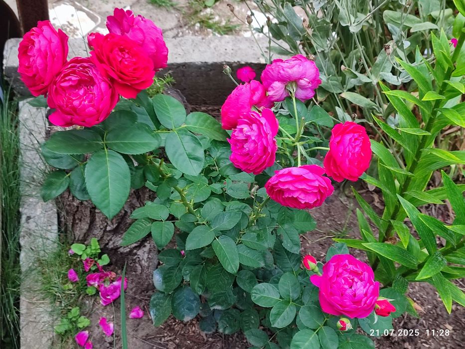 Роза малиновая густомахровая | привитая | цветущий куст