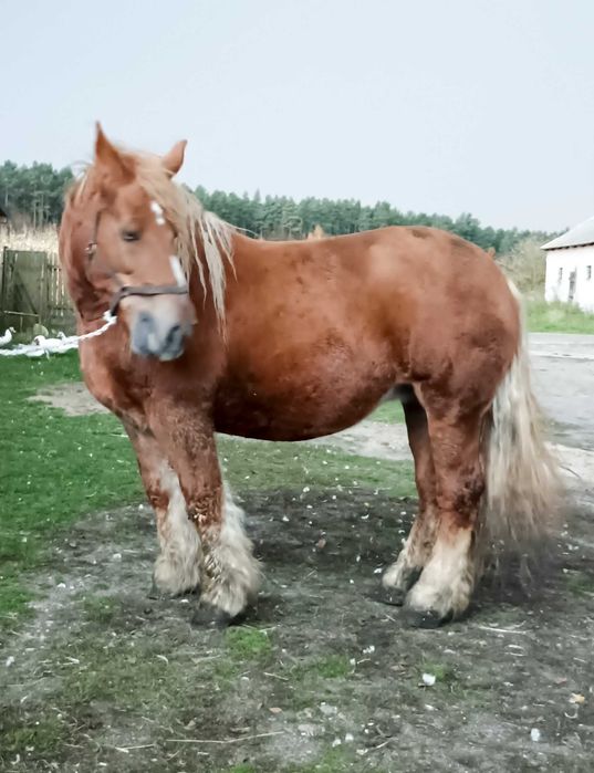 Klacz zimnokrwista polski koń zimnokrwisty