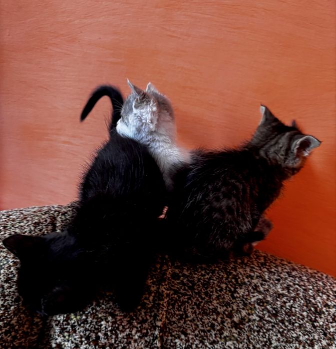 Кошеня, котики віддаємо безкоштовно