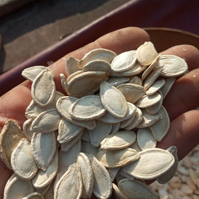 Насіння гарбуза врожаю 2025 року