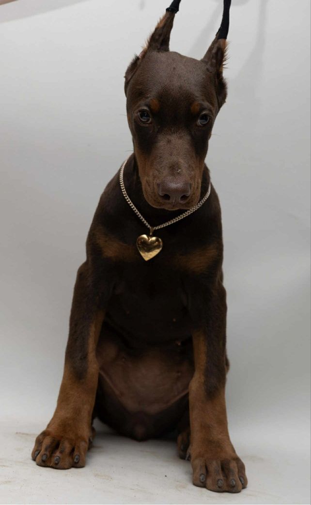 Suczka doberman FCI
