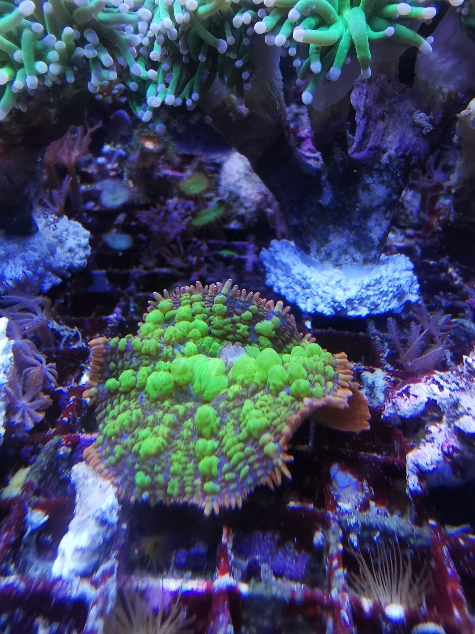 Rodactis sp. Koralowiec, akwarium morskie, korale, koralowce, nemo