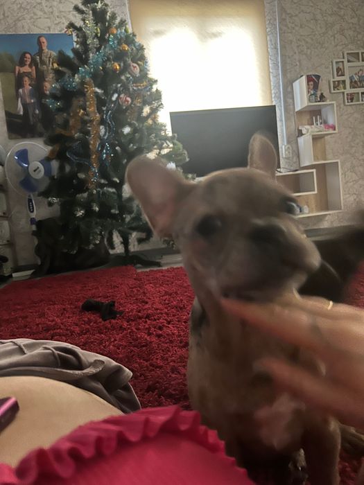 Французький бульдог