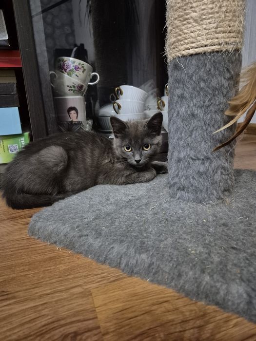 Віддам в добрі руки кошеня