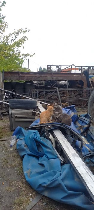 Віддам 3 кошенят в хороші руки