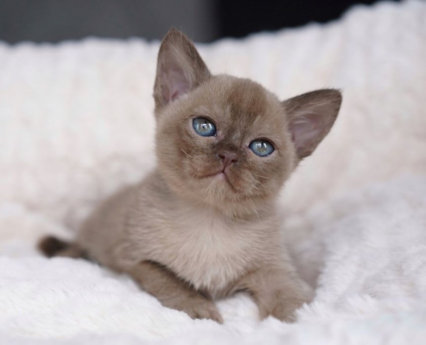 Бурма- Европейская и Американская