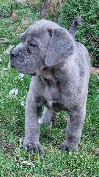 Cane Corso Suczka