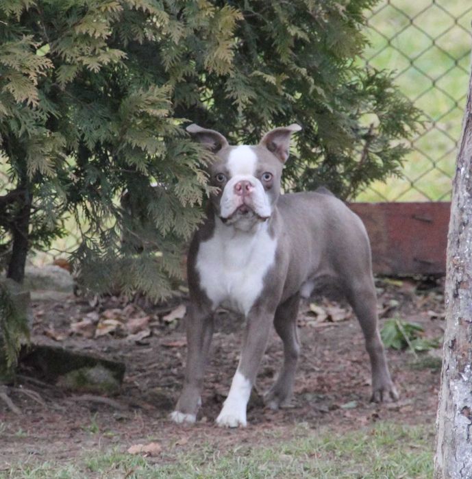 Boston Terrier color  aktualne