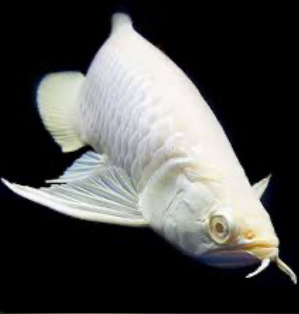 Arowana albina 35cm