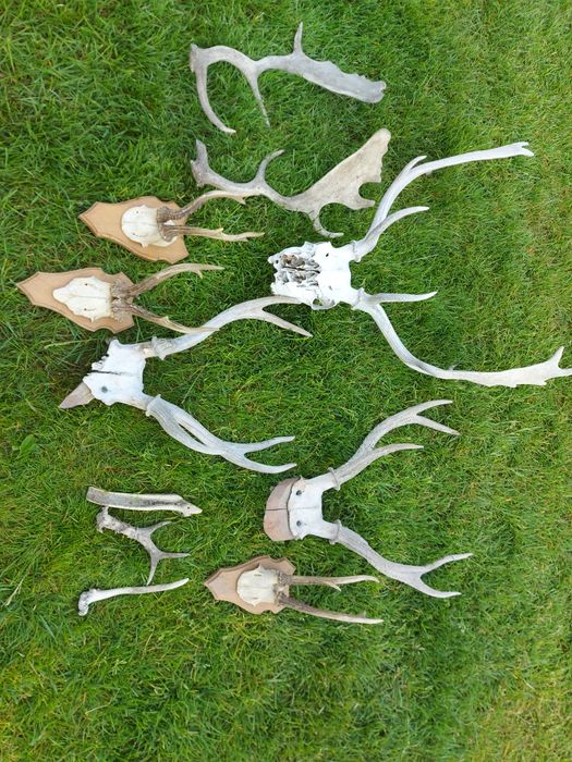 Sprzedam różne poroża