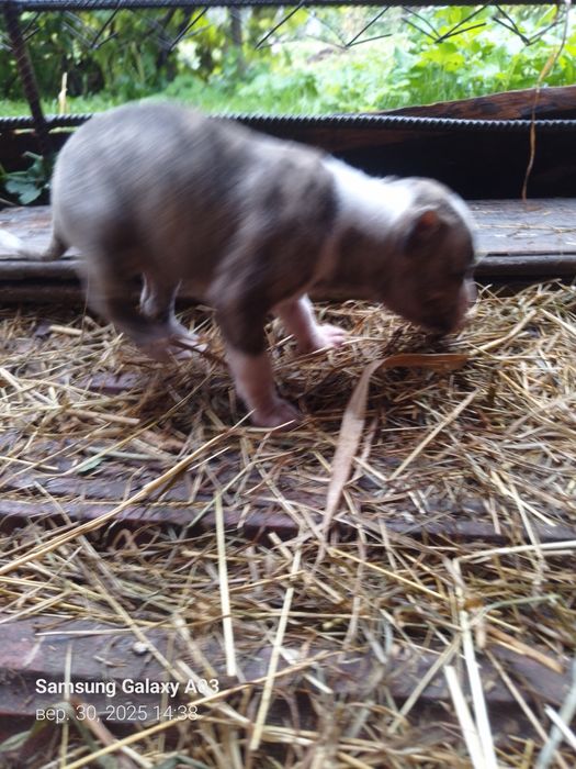 Хлопчик і дівчинка підбуля