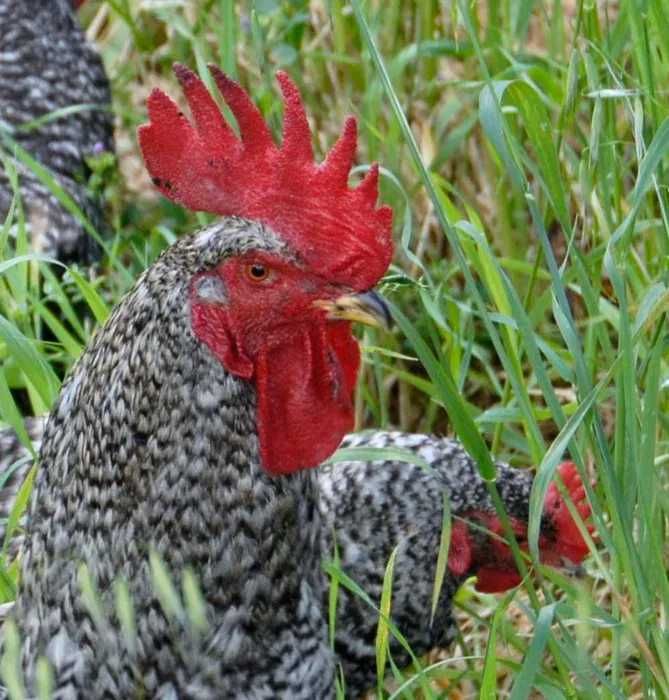 Vendem-se galos (25 €) e galinhas (20 €) de raça Pedrês Portuguesa