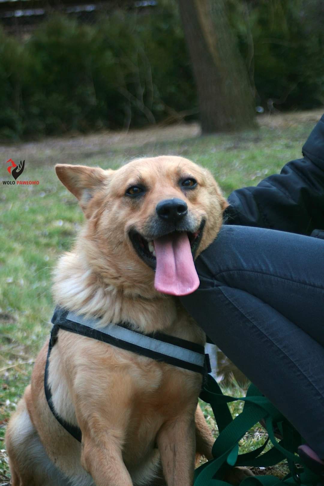 Suczka w typie Harzer Fuchs staroniemiecki pies pasterski do adopcji
