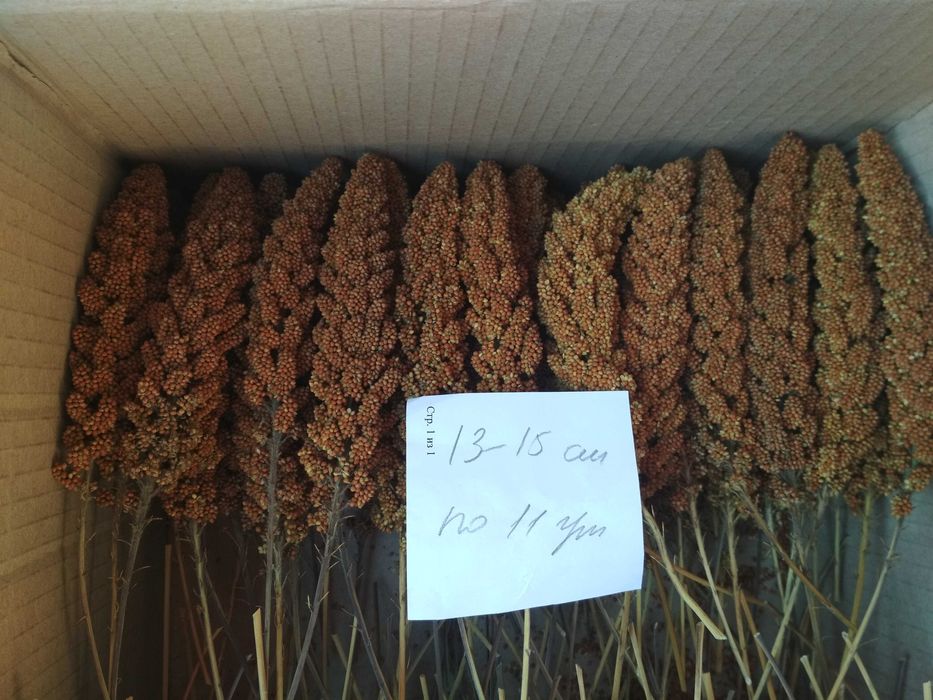 Чумиза, колоски, корм для папуг і гризунів, корм для тварин і птахів