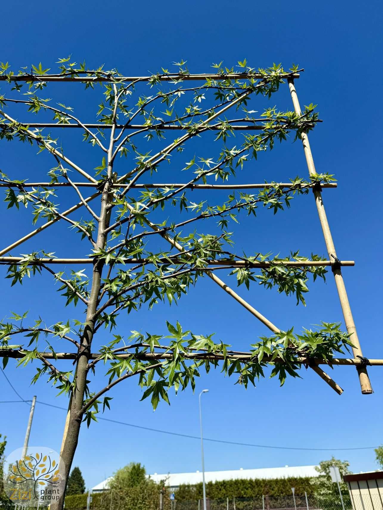 Ambrowiec amerykański / Liquidambar / Pień 180-200cm / Obw.10-16cm