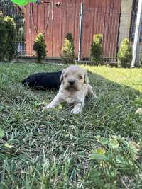 Cavapoo pieski czarne I apricot