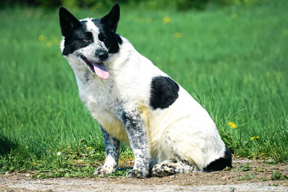 FALA - przepiękna sunia