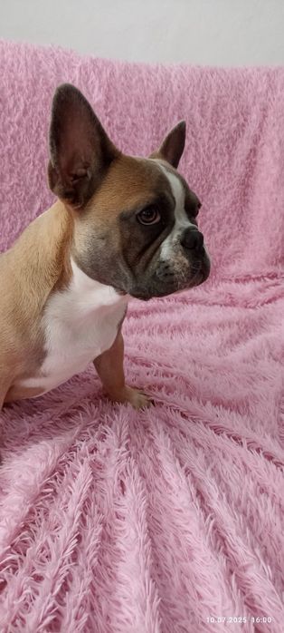 Французский бульдог