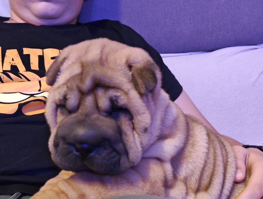 Szczenię sunia  Shar-Pei