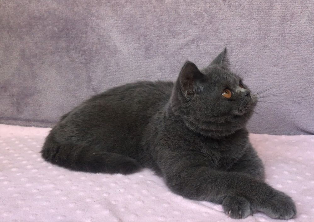 Котик британский.