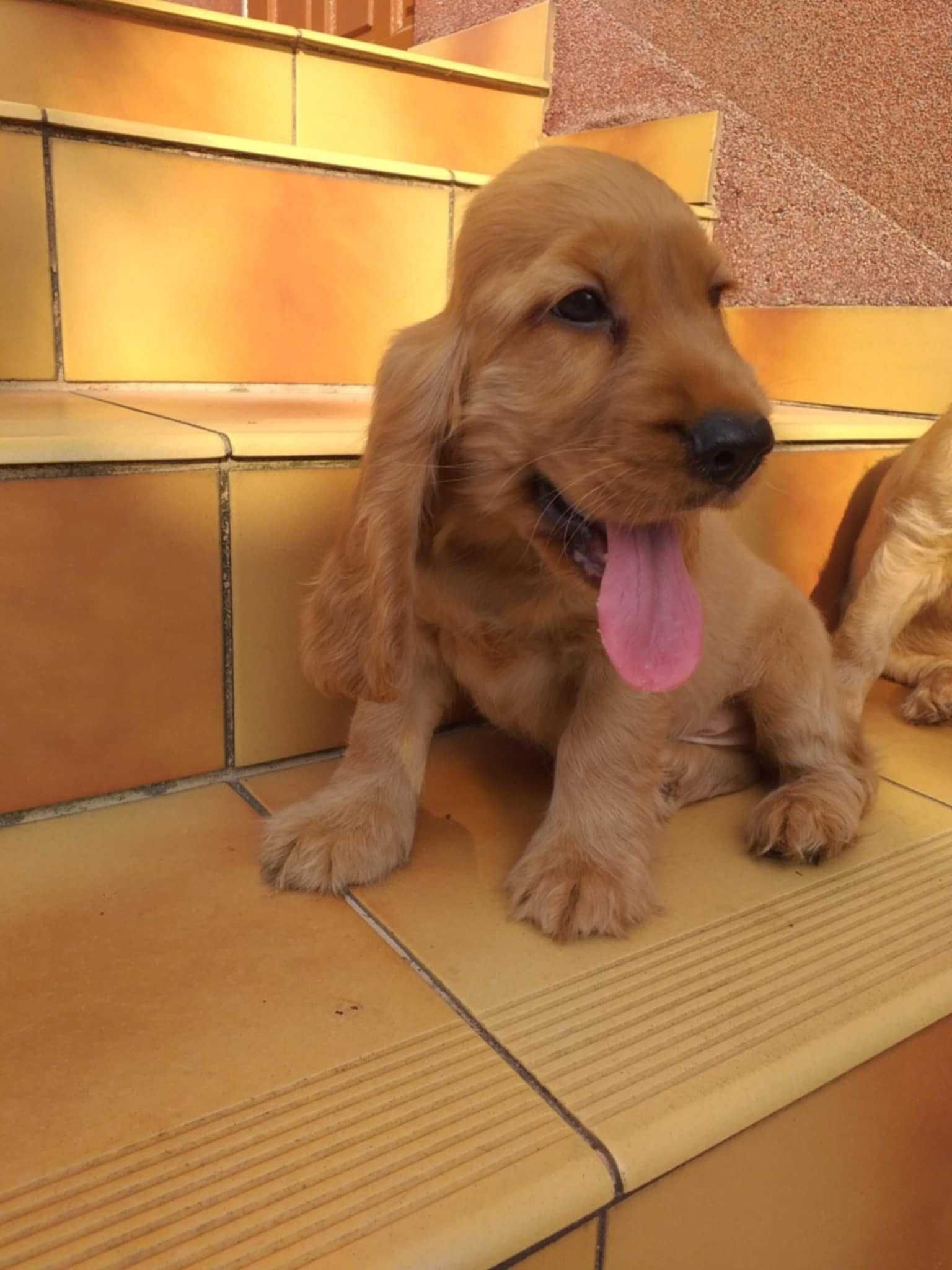 Cocker Spaniel - biszkoptowy