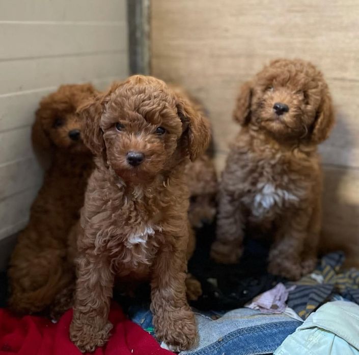 Вибір найкращіх ,той пуделят