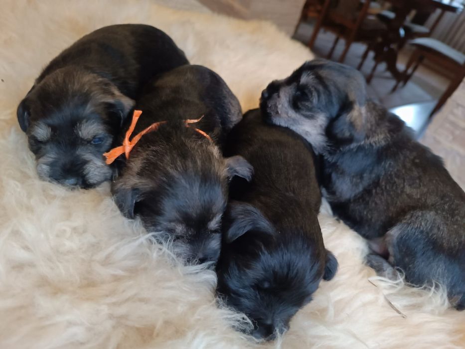 Sznaucer miniaturowy,miniaturka,miniatura