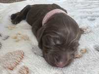 Suczka Barbet francuski pies dowodny nie doodle, cockapoo