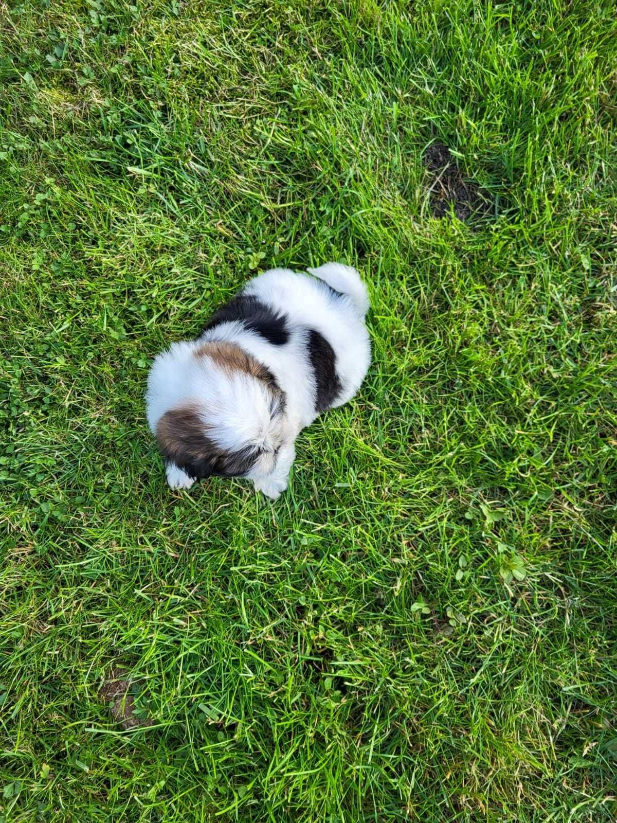 Szczeniak Shih-tzu piesek