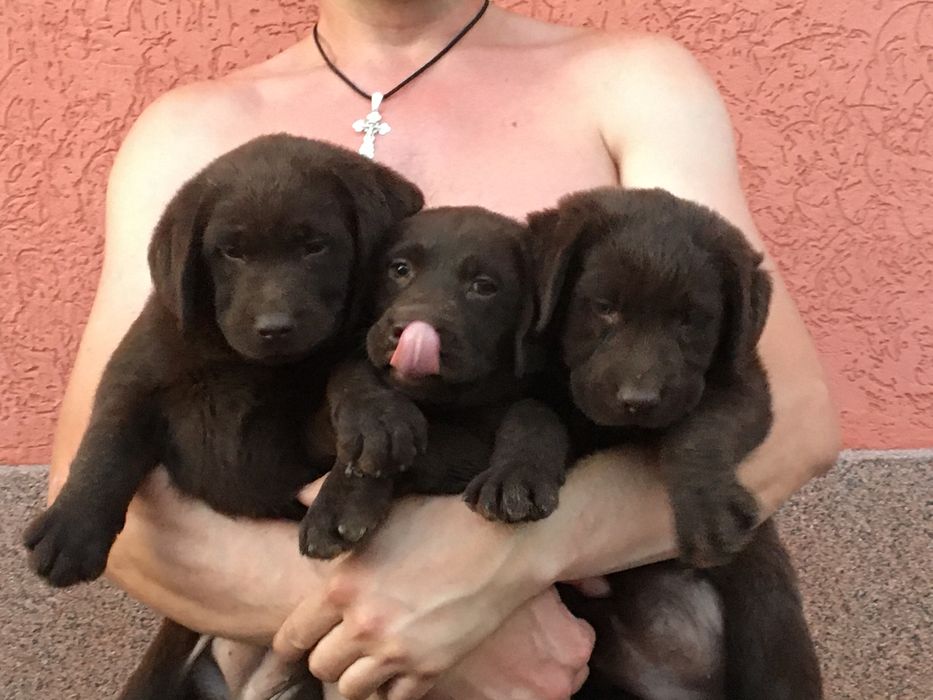 Лабрадор ретрівер BEST