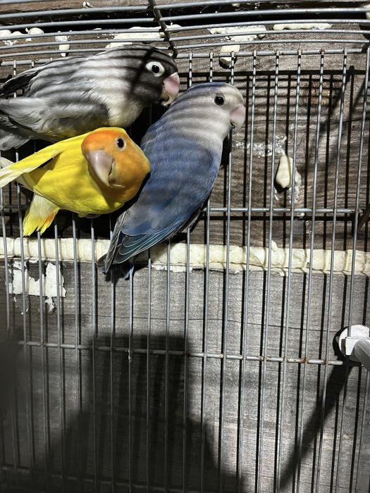 Agapornis roseicollis e agapornis personta