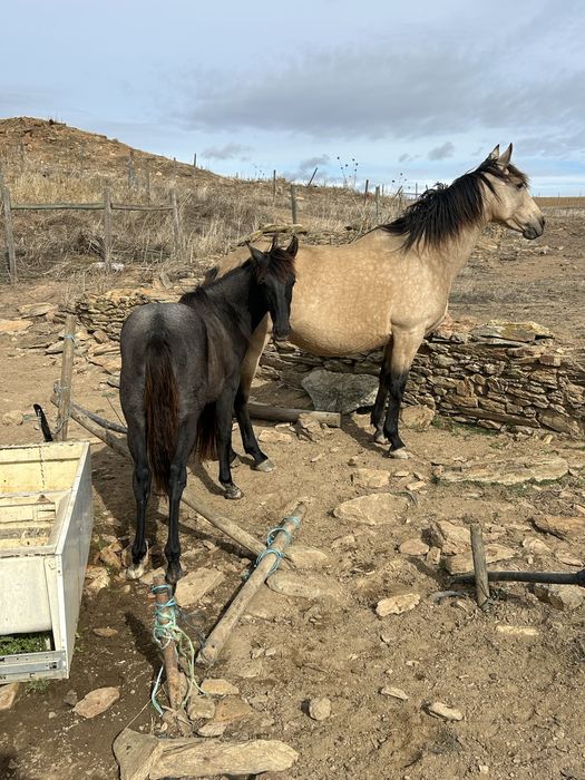 Poldros cruzados de lusitano