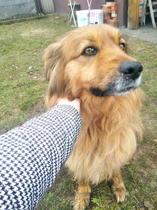 Adoptuj kochaną sunię Krysię.