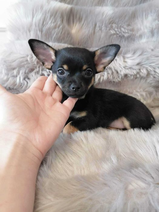 Chihuahua Wyjątkowy chłopiec czarny tricolor
