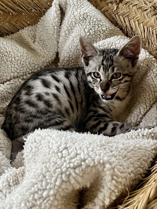 Gato exótico de raça Savannah