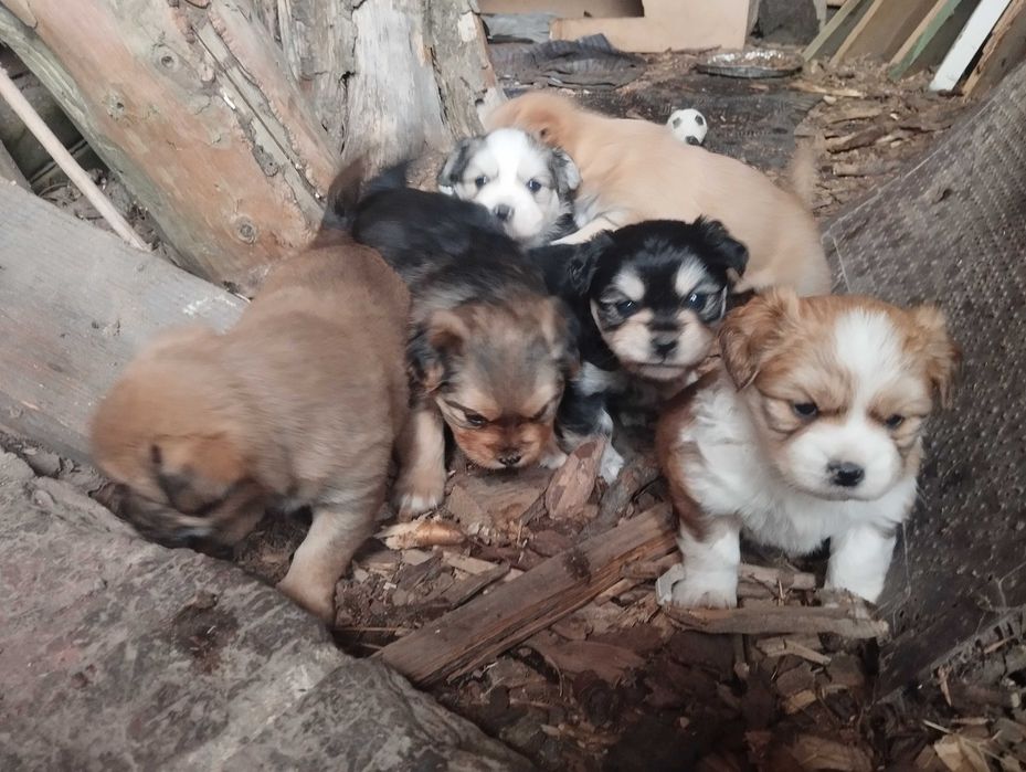 Małe szczeniaczki po suczce pekińczyk