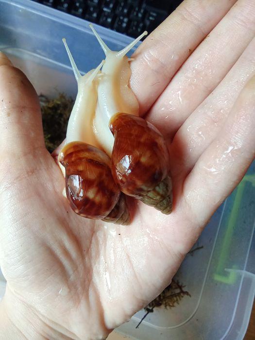 Улитята ахатина .