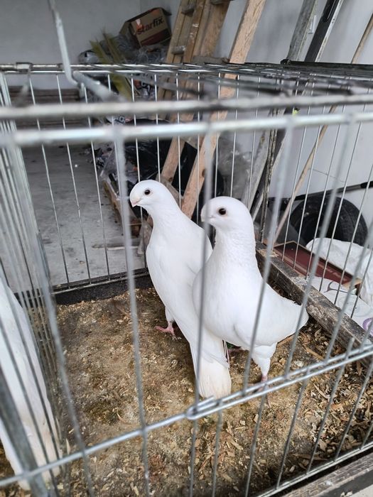 Gołębie ozdobne różne