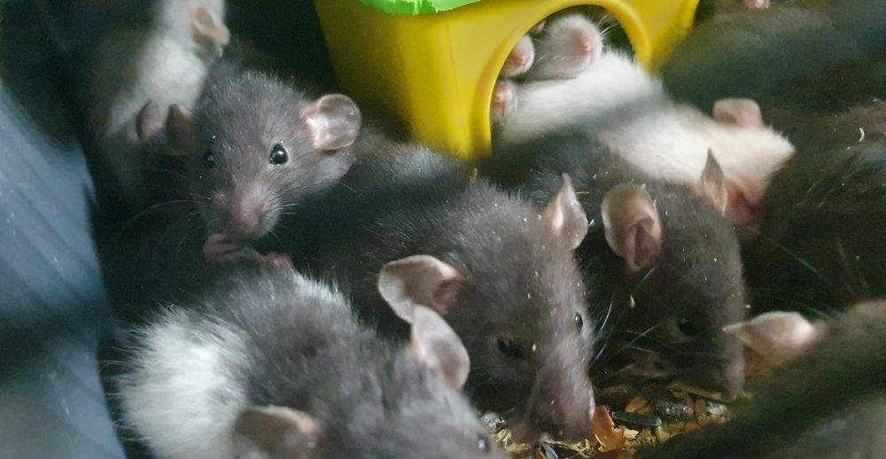 Крысята дамбо  ,ждут свои ручки.