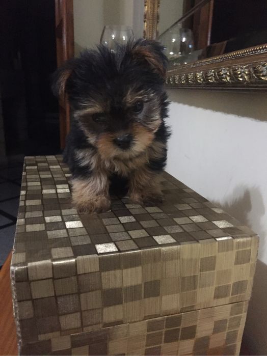 Yorkshire  Terrier menina