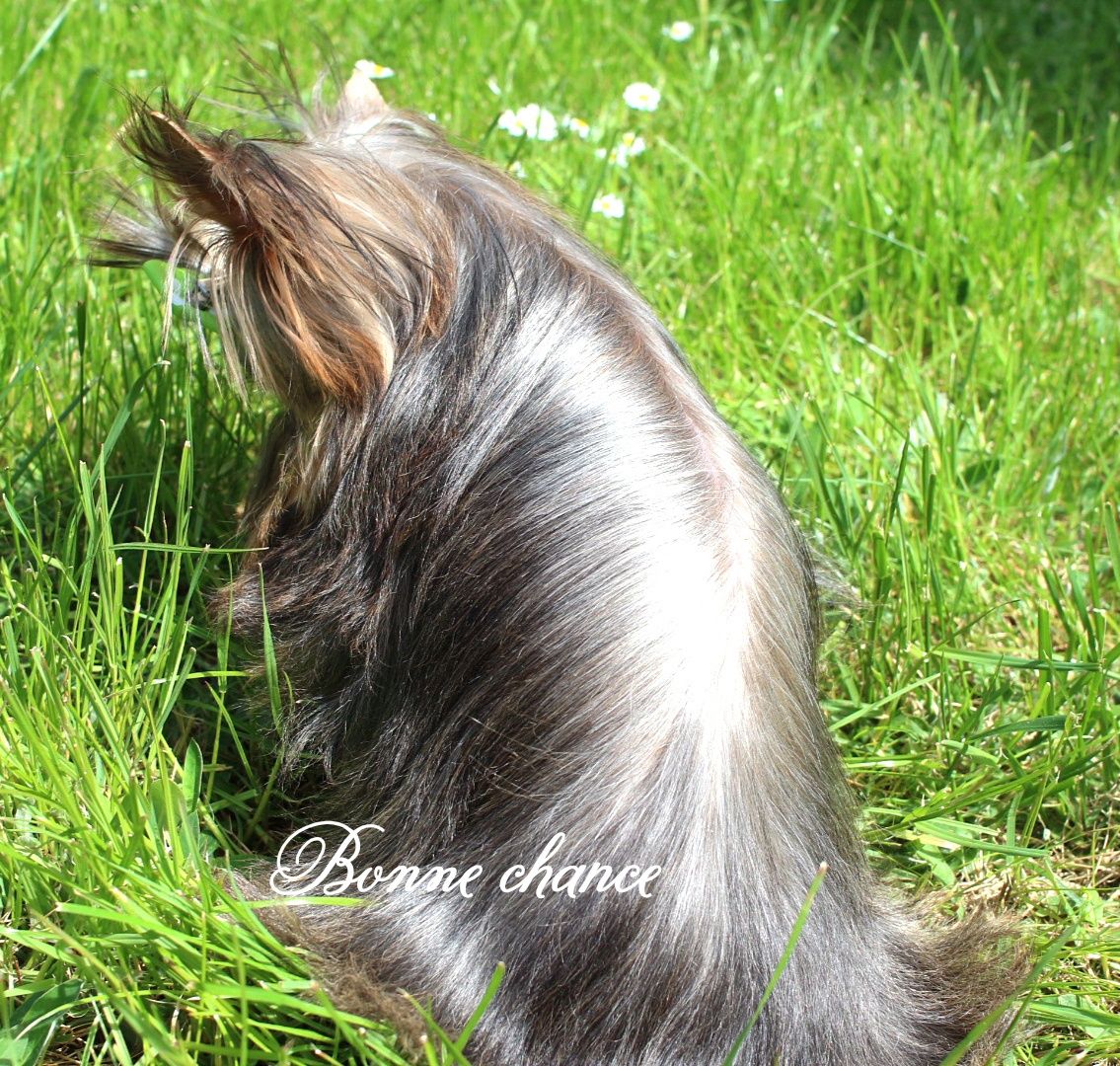 Yorkshire terrier chłopczyk