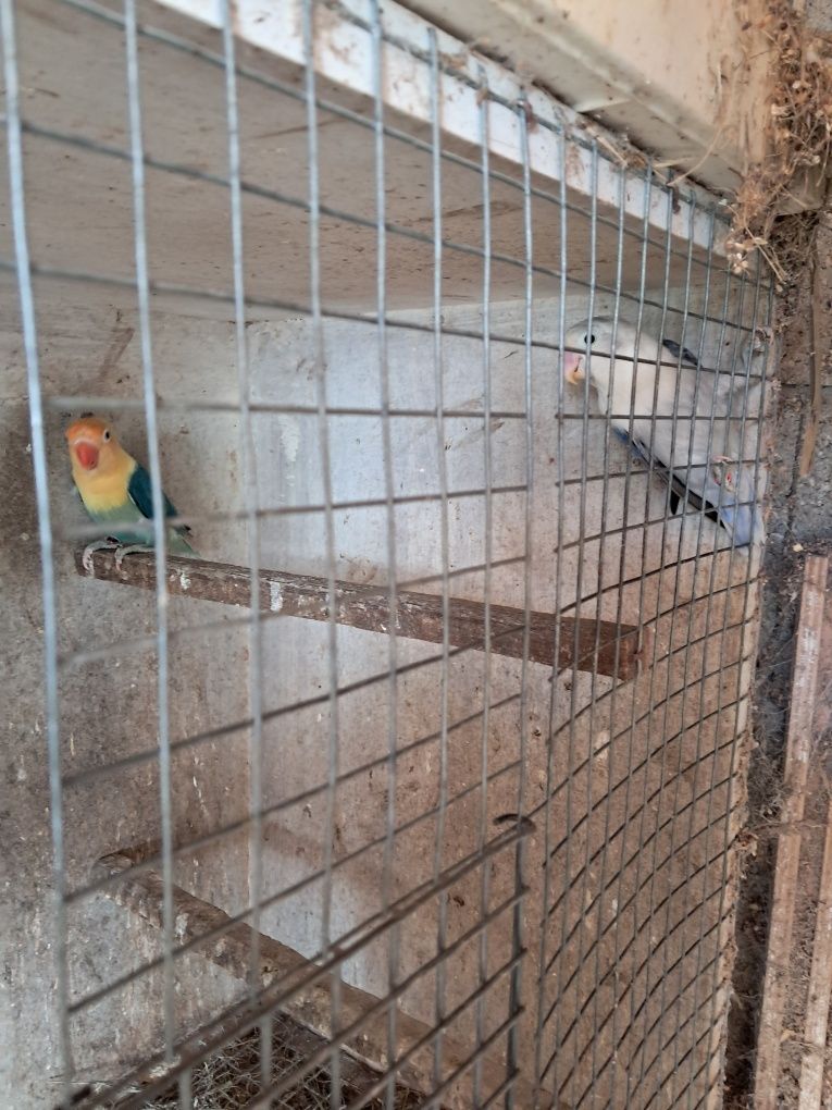 Agapornis Opalinos yellou face  opalinos azuis  verdes  portadores