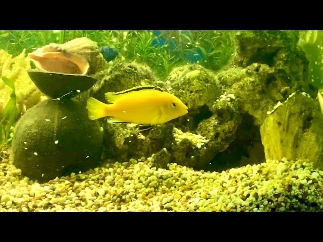 Лабидохромисы, аулонокары,анциструсы, северум, сапфировые попугайчики